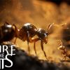 سی دی کی اورجینال بازی Empire of the Ants کامپیوتر (PC)